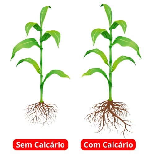 Ilustração comparativa de planta de milho sem e com calcário