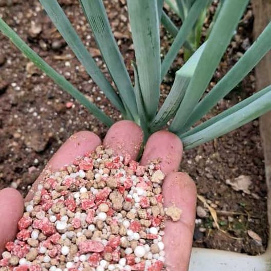 Fertilizante em grânulos para plantas, com cores vermelhas, brancas e bege, pronto para uso.