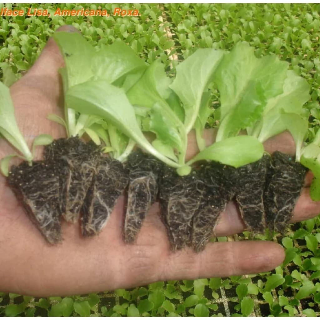 3 kg SUBSTRATO PARA VASO, substrato para plantio, substrato para sementes, substrato para horta