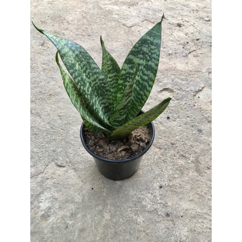 Muda de espada de São Jorge apenas a muda não acompanha o vaso muda decorativa natural