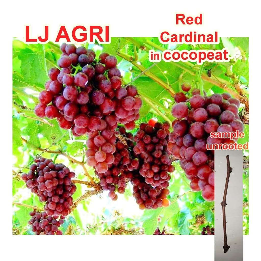 200 500 sementes ENVIO RÁPIDO de mudas de uva RED CARDINAL SANGA NG, mudas de uva não enraizadas, mudas de mudas lj