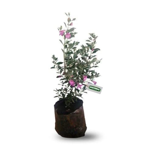 Muda de Leucofilo Chuva de Prata Para Jardim e Vasos
