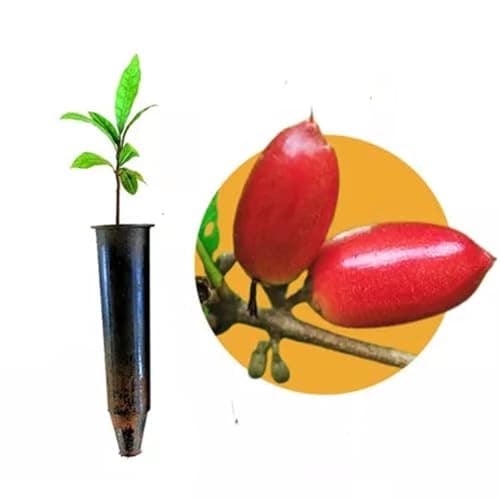 Muda de Fruta do Milagre No Tubete - Transforma Azedo em Doce