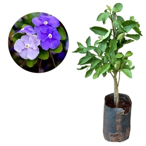 Muda De Manacá De Cheiro - Floresce Rápido