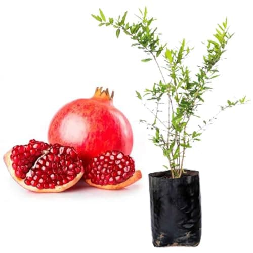 Muda de Roma Americana Gigante Wonderful Com Produção Rápida Ideal Para Cultivar em Vasos