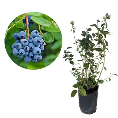 Muda De Mirtilo Blueberry Produzindo