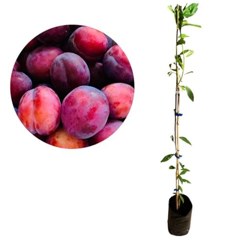Muda De Ameixa Roxa Enxertada - Produz Rápido
