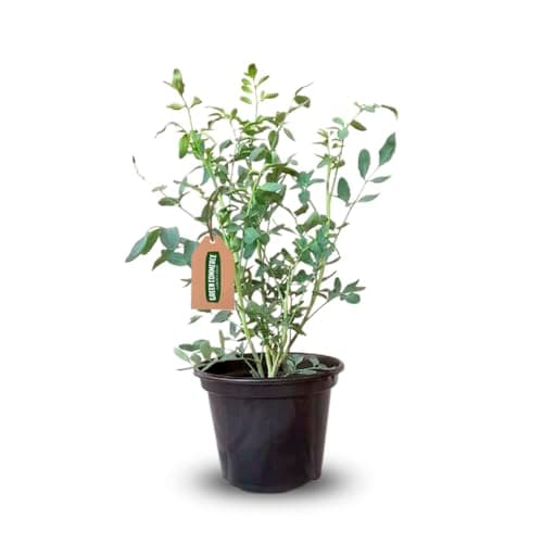 Muda de Aruda em Vaso Planta Aromática