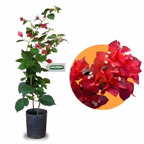 Muda de Primavera Vermelha Bougainvillea + Manual de Plantio