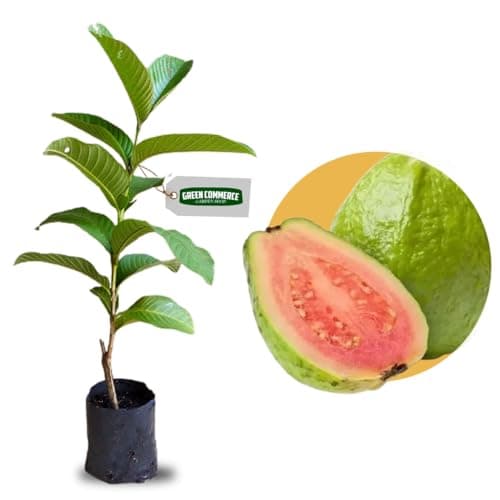 Muda de Goiaba Tailandesa Gigante Feita De Estaca