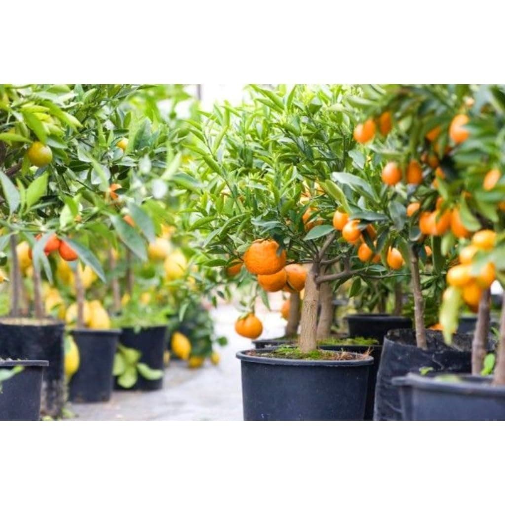 Laranjas maduras em árvores jovens com Fertilizante Superfosfato Simples CPC Garden